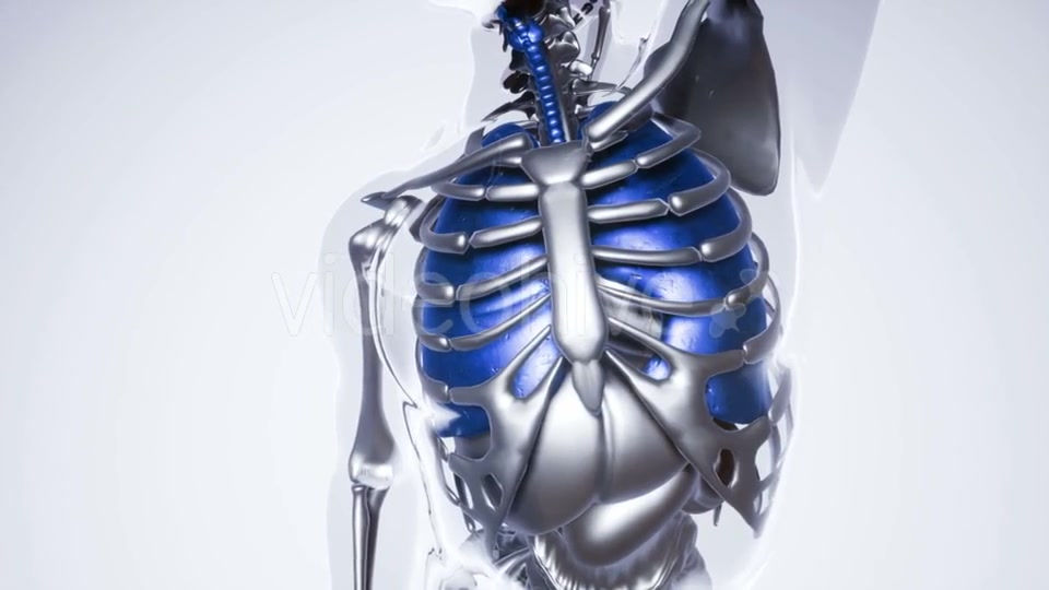 Human Lungs Model with All Organs and Bones - Download Videohive 20979938