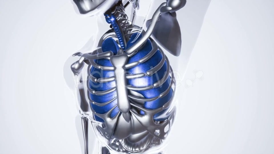 Human Lungs Model with All Organs and Bones - Download Videohive 21118389