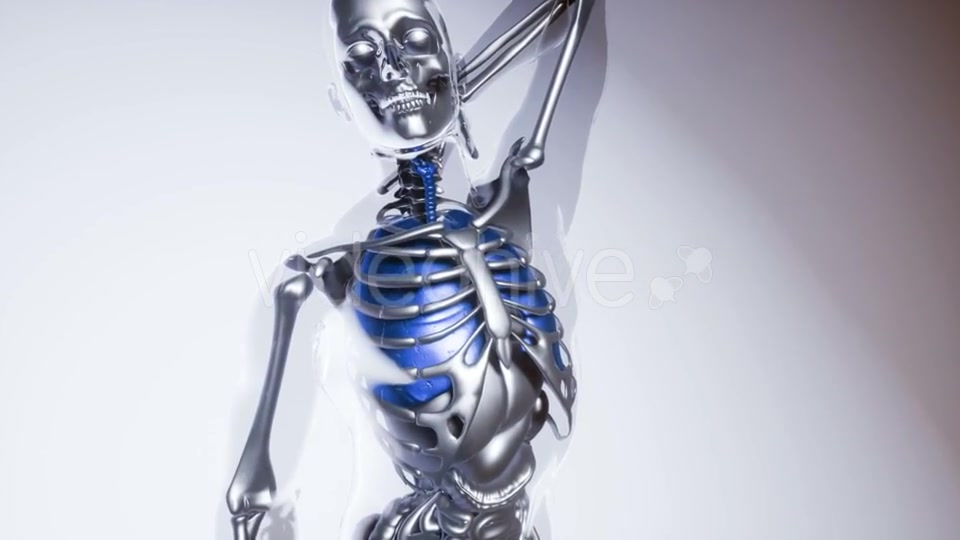 Human Lungs Model with All Organs and Bones - Download Videohive 21118389