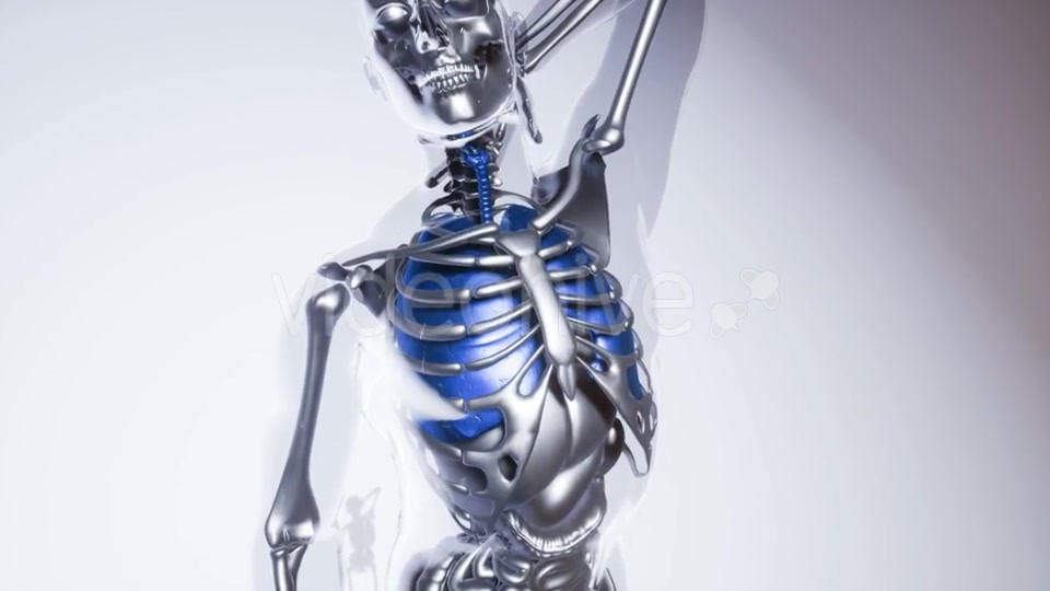 Human Lungs Model with All Organs and Bones - Download Videohive 21118389