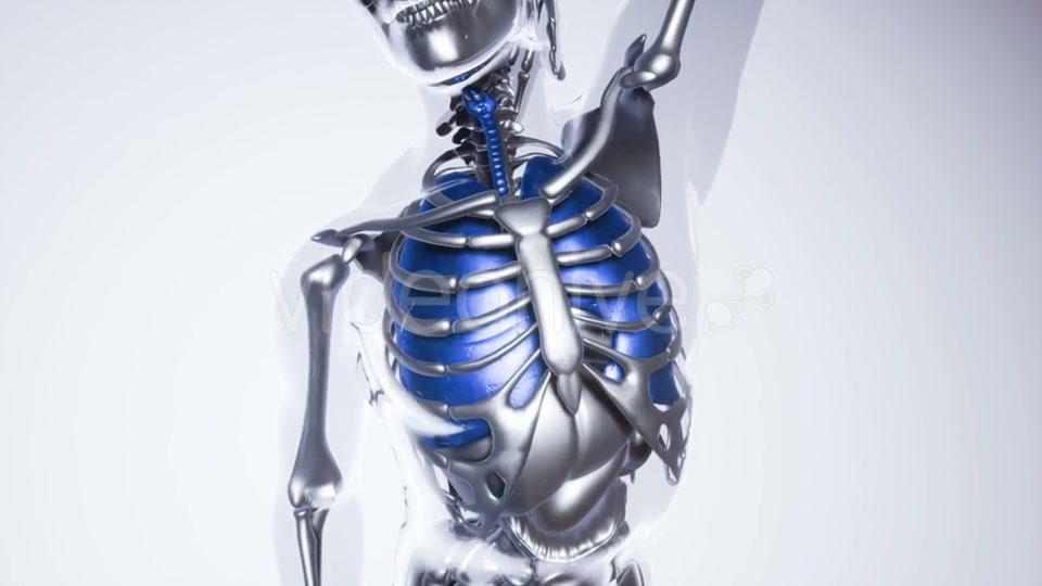 Human Lungs Model with All Organs and Bones - Download Videohive 21118389