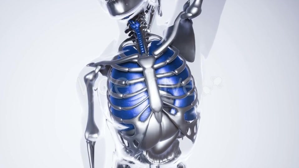 Human Lungs Model with All Organs and Bones - Download Videohive 21118389