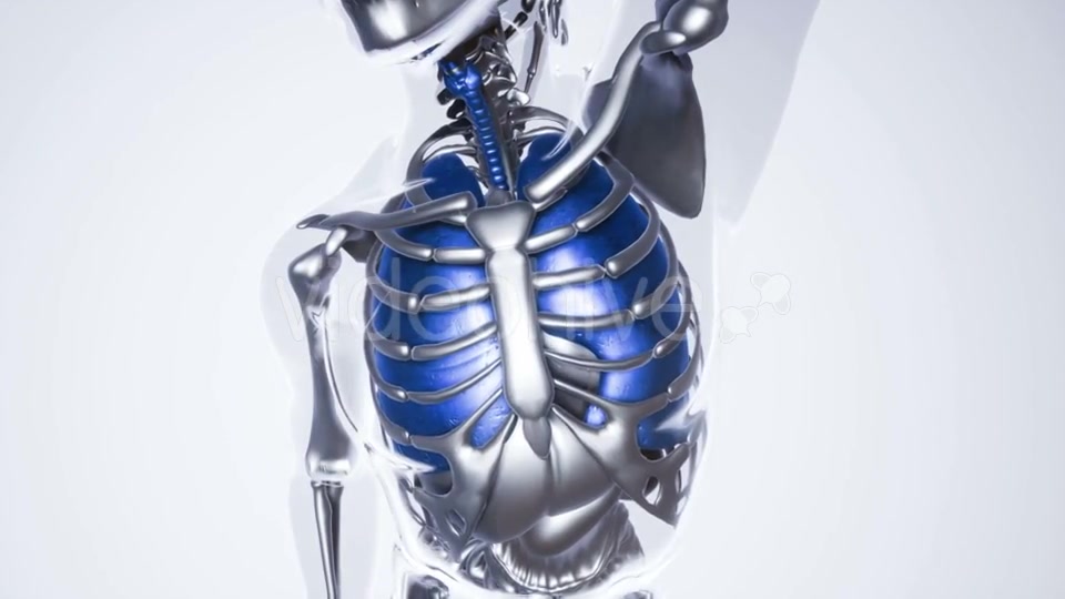 Human Lungs Model with All Organs and Bones - Download Videohive 21118389