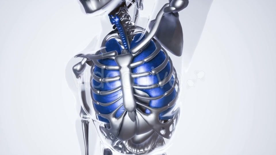 Human Lungs Model with All Organs and Bones - Download Videohive 21118389