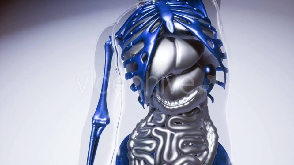 Human Lungs Model with All Organs and Bones - Download Videohive 21118442