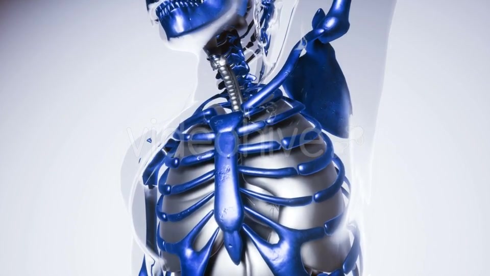 Human Lungs Model with All Organs and Bones - Download Videohive 21118442