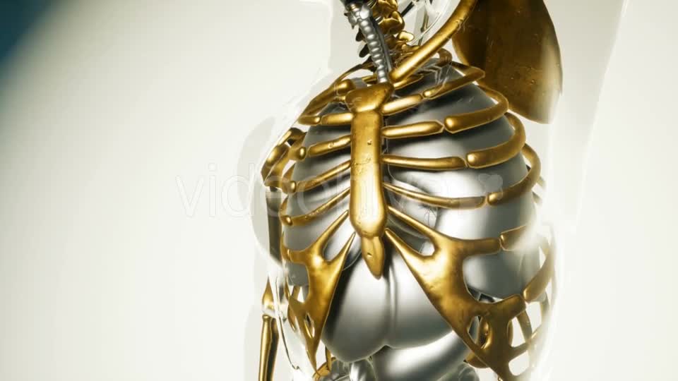 Human Lungs Model with All Organs and Bones - Download Videohive 21118555