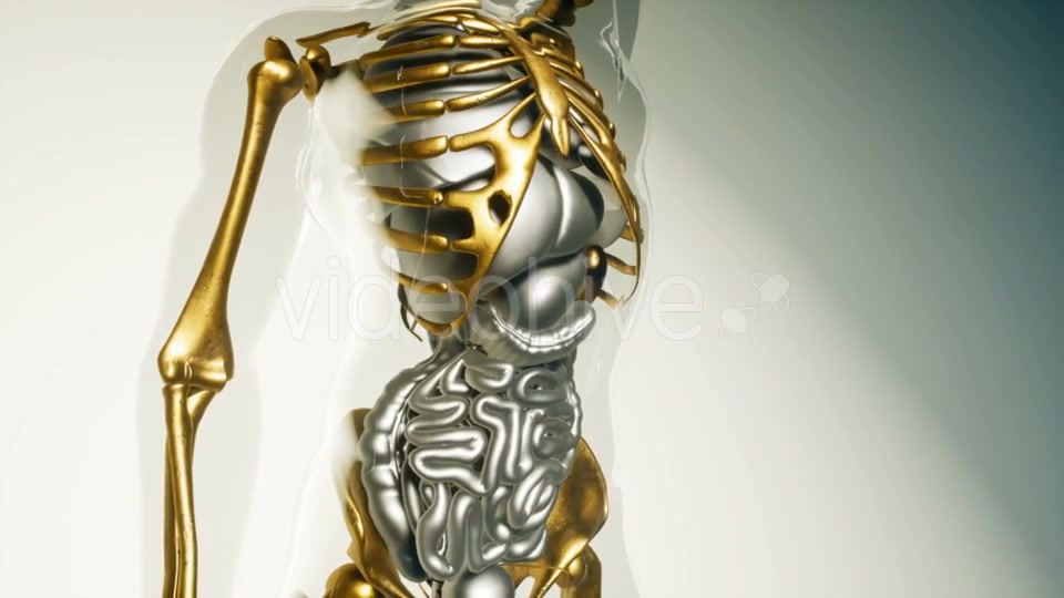 Human Lungs Model with All Organs and Bones - Download Videohive 21118555