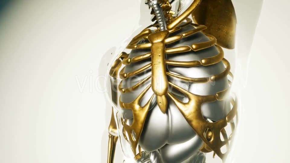 Human Lungs Model with All Organs and Bones - Download Videohive 21118555