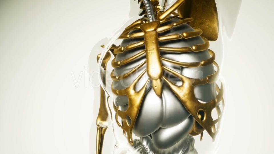 Human Lungs Model with All Organs and Bones - Download Videohive 21118555