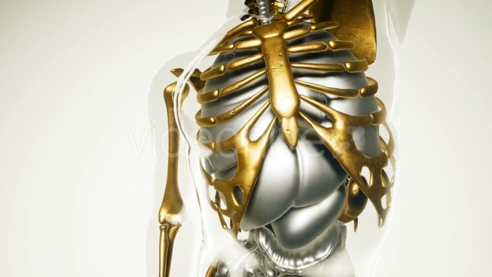 Human Lungs Model with All Organs and Bones - Download Videohive 21118555