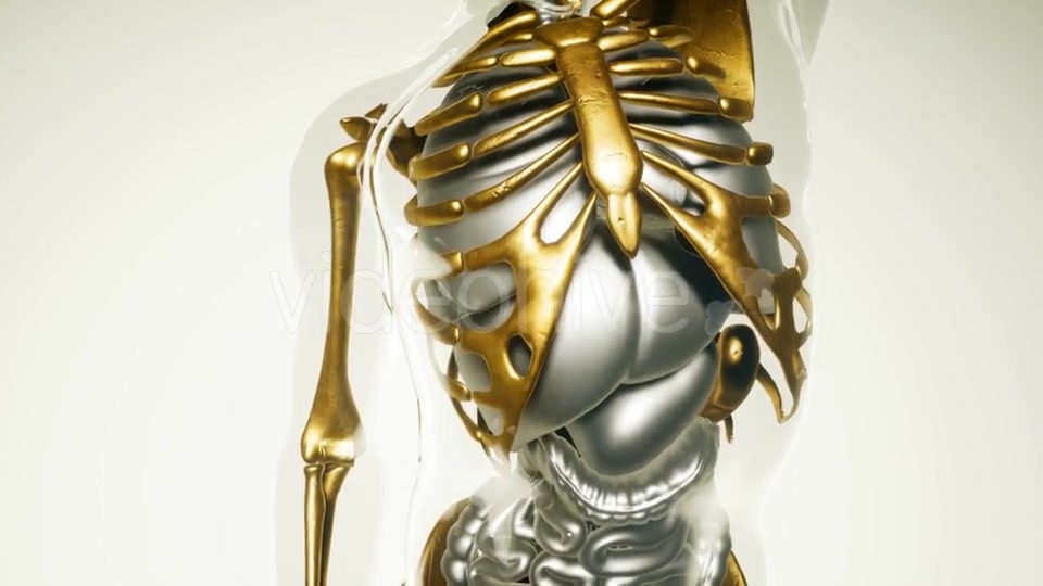 Human Lungs Model with All Organs and Bones - Download Videohive 21118555