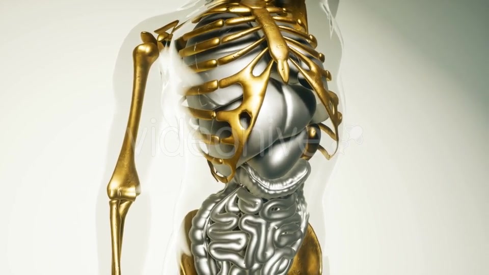 Human Lungs Model with All Organs and Bones - Download Videohive 21118555