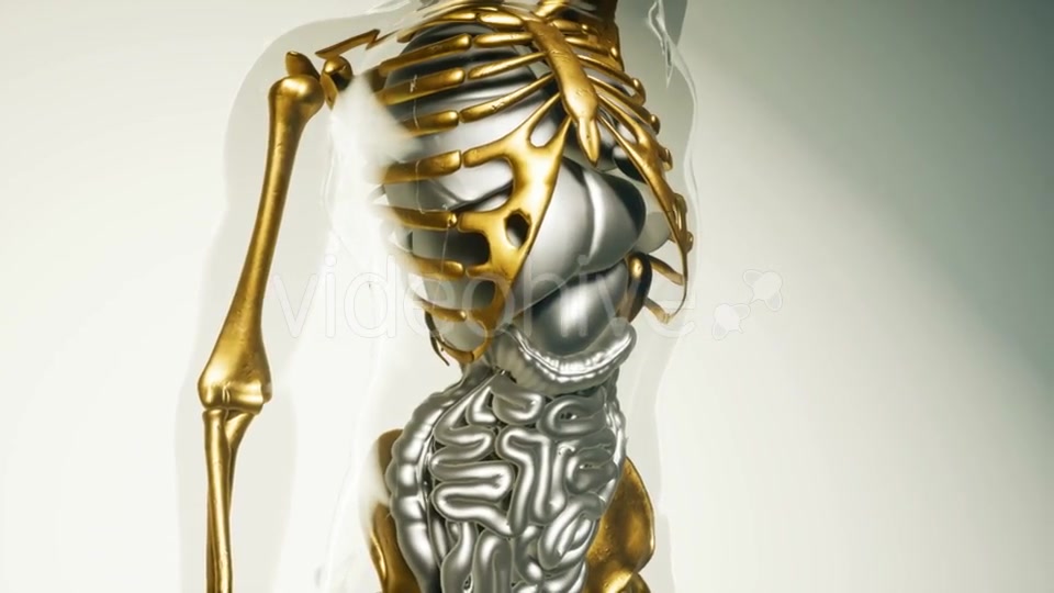 Human Lungs Model with All Organs and Bones - Download Videohive 21118555