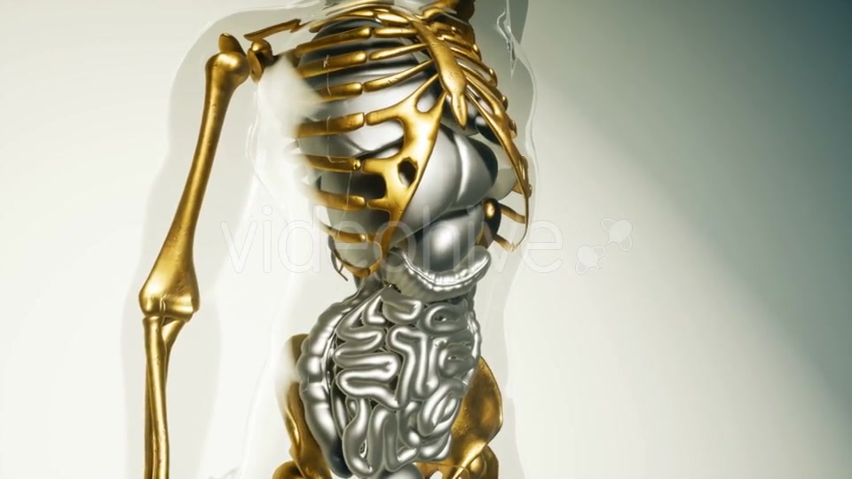 Human Lungs Model with All Organs and Bones - Download Videohive 21118555