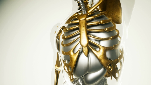 Human Lungs Model with All Organs and Bones - Download Videohive 21118555