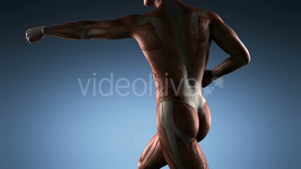 Human Muscle Anatomy - Download Videohive 18965179