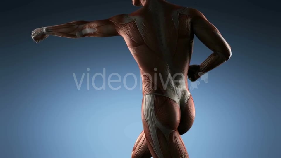 Human Muscle Anatomy - Download Videohive 18965179