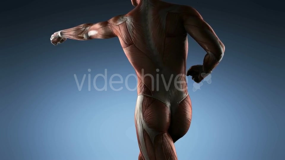 Human Muscle Anatomy - Download Videohive 18965179