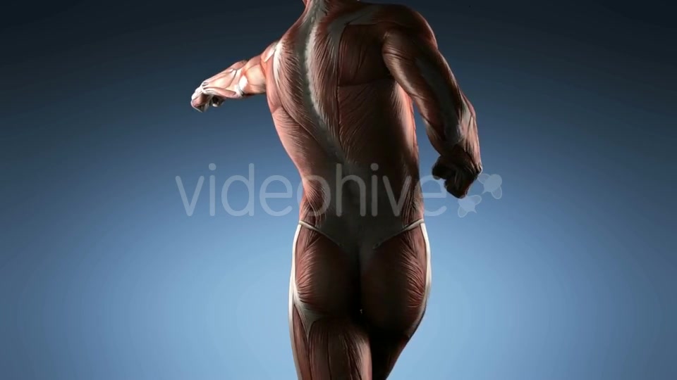 Human Muscle Anatomy - Download Videohive 18965179