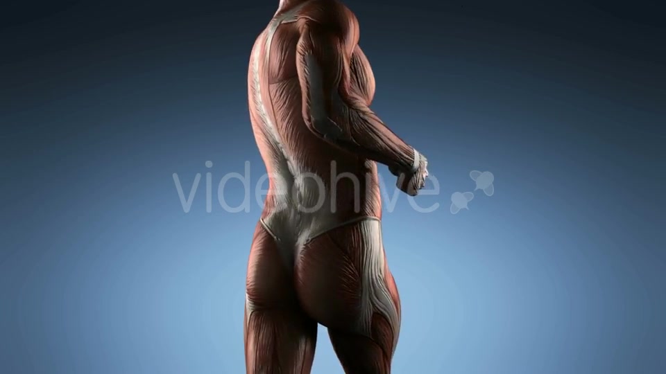 Human Muscle Anatomy - Download Videohive 18965179