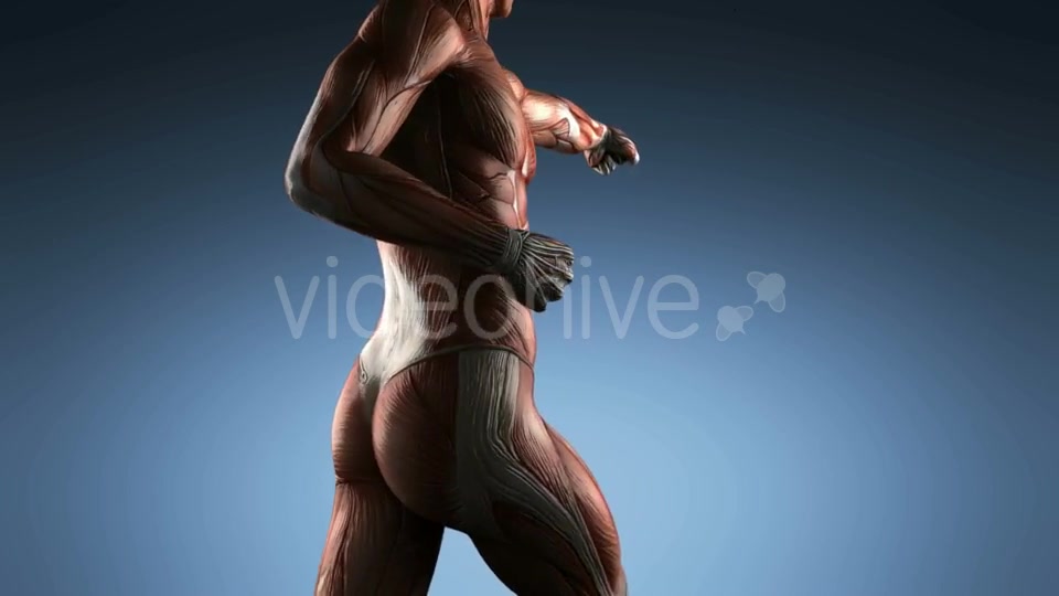 Human Muscle Anatomy - Download Videohive 18965179