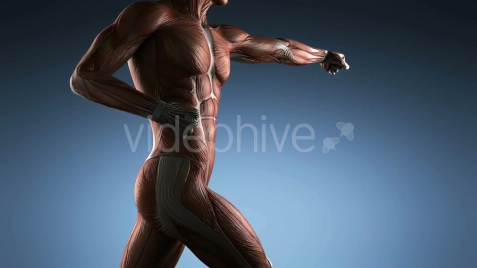 Human Muscle Anatomy - Download Videohive 18965179