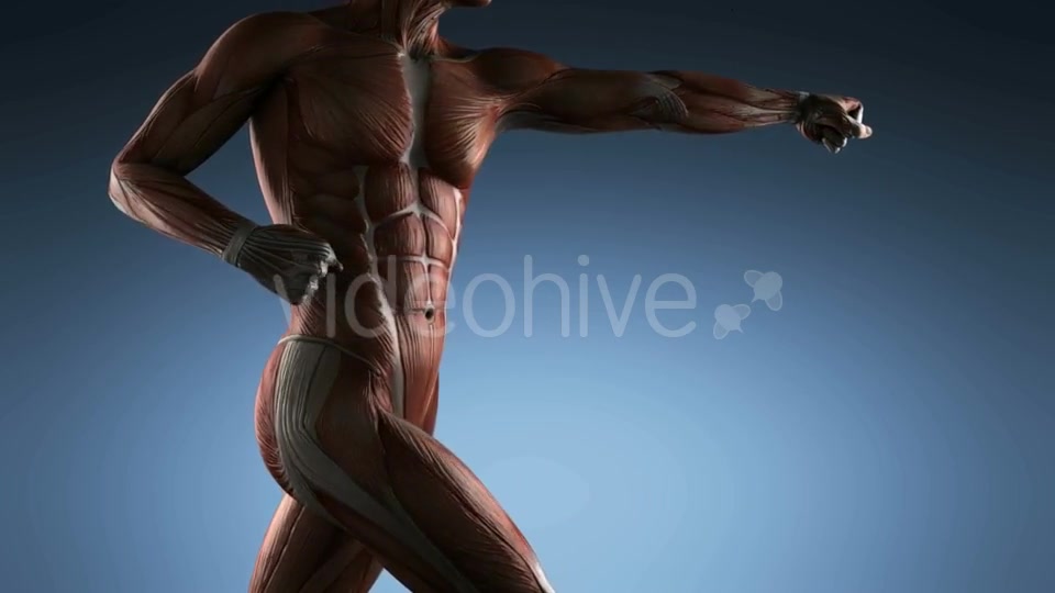 Human Muscle Anatomy - Download Videohive 18965179