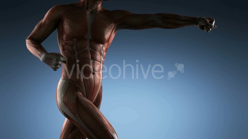 Human Muscle Anatomy - Download Videohive 18965179