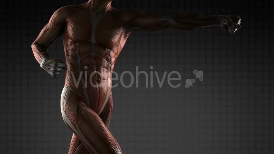 Human Muscle Anatomy - Download Videohive 18965183
