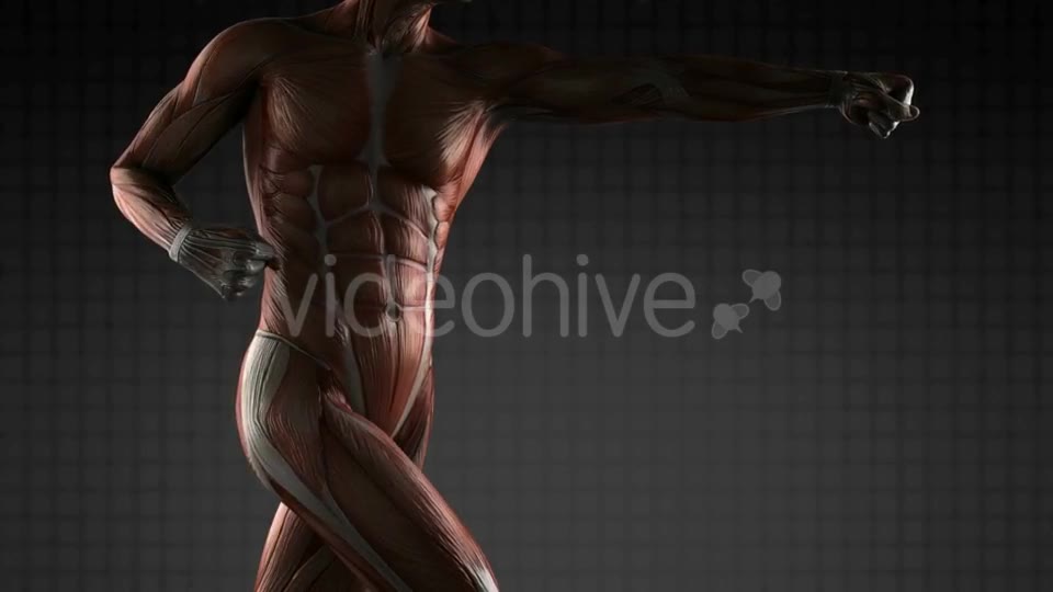 Human Muscle Anatomy - Download Videohive 18965183