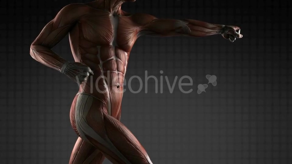 Human Muscle Anatomy - Download Videohive 18965183