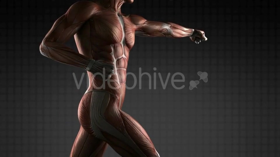 Human Muscle Anatomy - Download Videohive 18965183