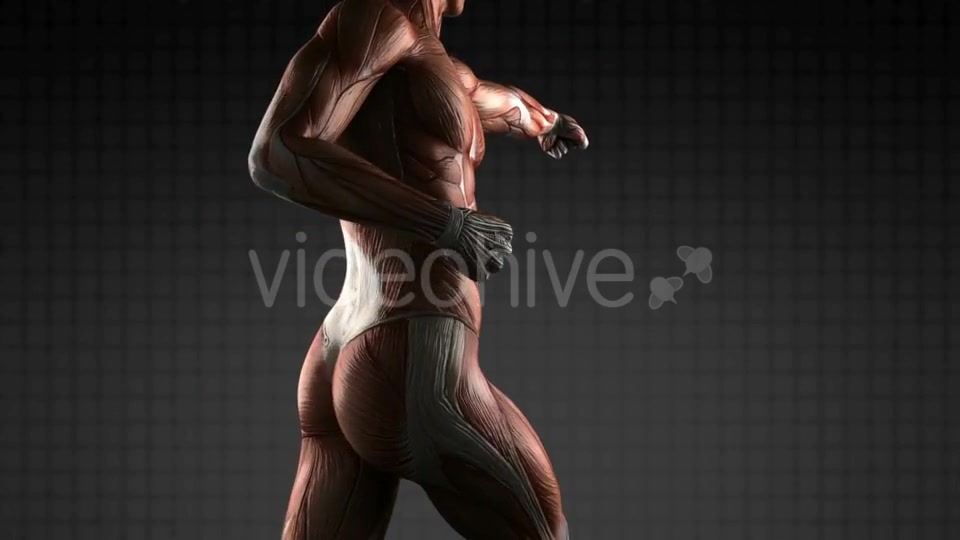 Human Muscle Anatomy - Download Videohive 18965183