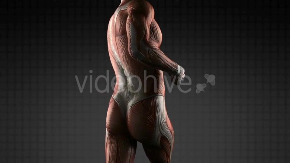 Human Muscle Anatomy - Download Videohive 18965183