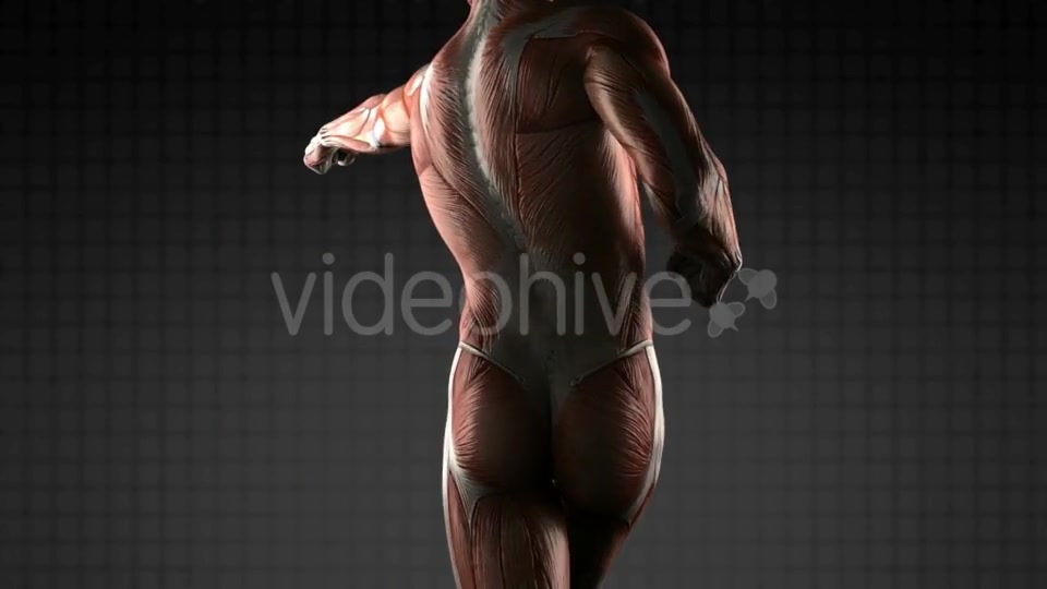 Human Muscle Anatomy - Download Videohive 18965183