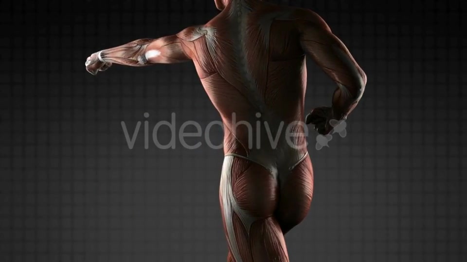 Human Muscle Anatomy - Download Videohive 18965183