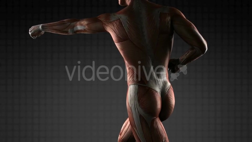 Human Muscle Anatomy - Download Videohive 18965183