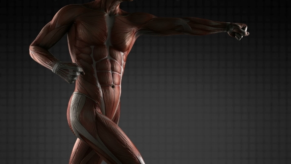 Human Muscle Anatomy - Download Videohive 18965183