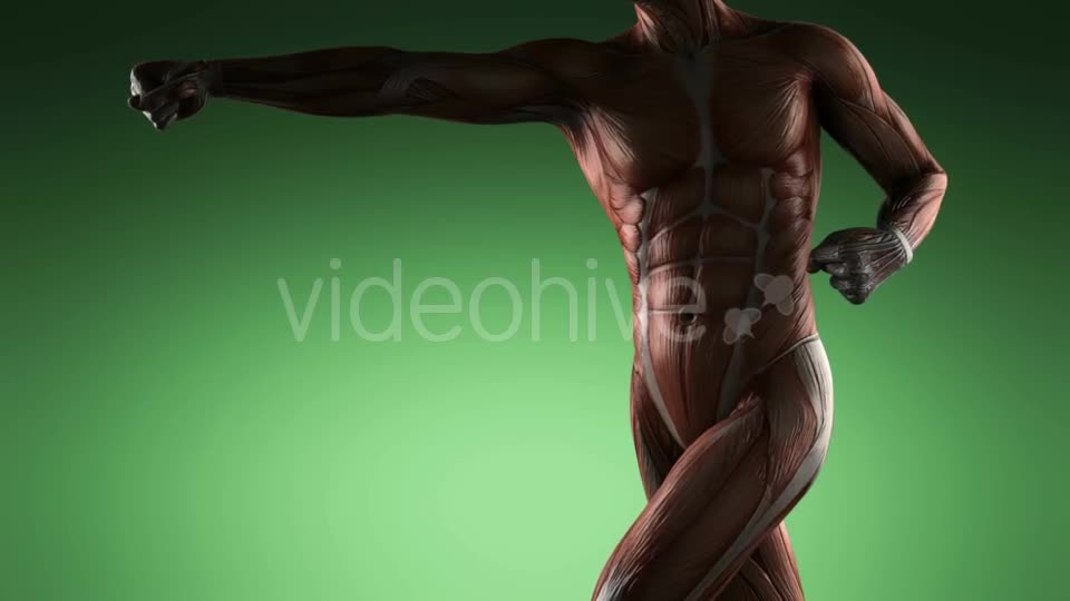 Human Muscle Anatomy - Download Videohive 19109454