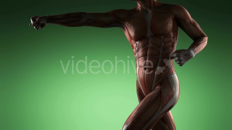 Human Muscle Anatomy - Download Videohive 19109454