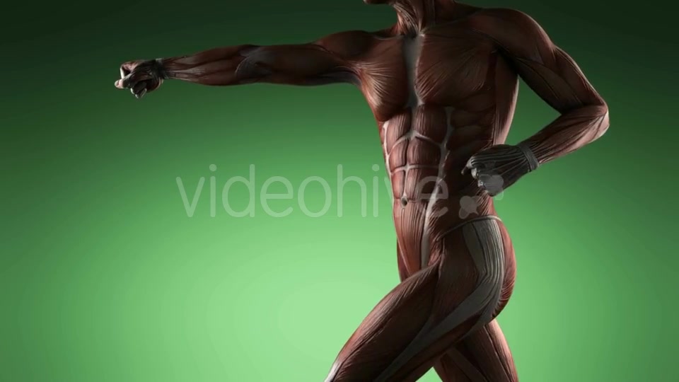 Human Muscle Anatomy - Download Videohive 19109454