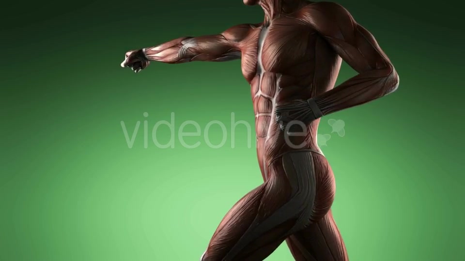 Human Muscle Anatomy - Download Videohive 19109454