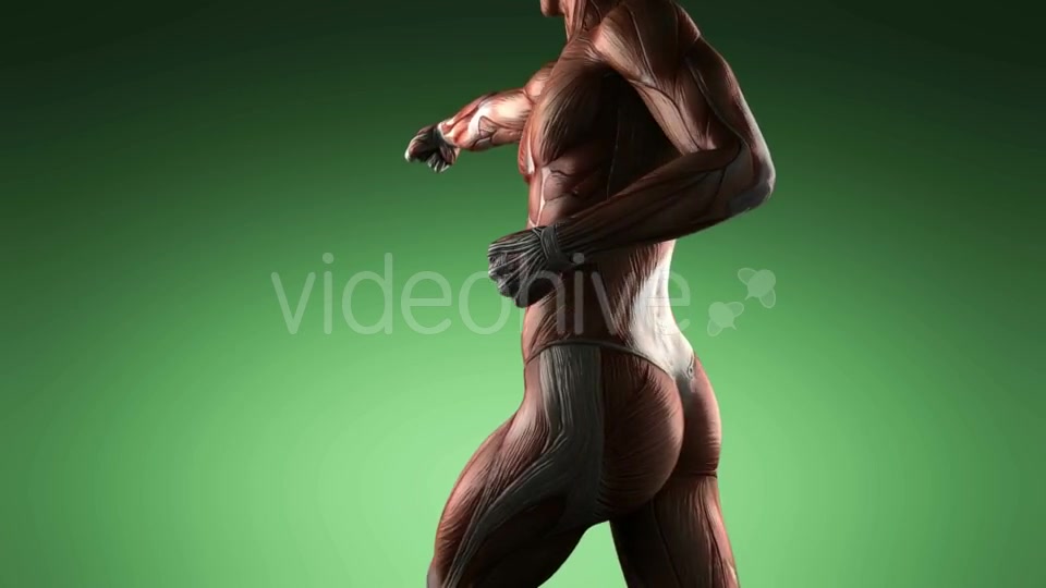 Human Muscle Anatomy - Download Videohive 19109454