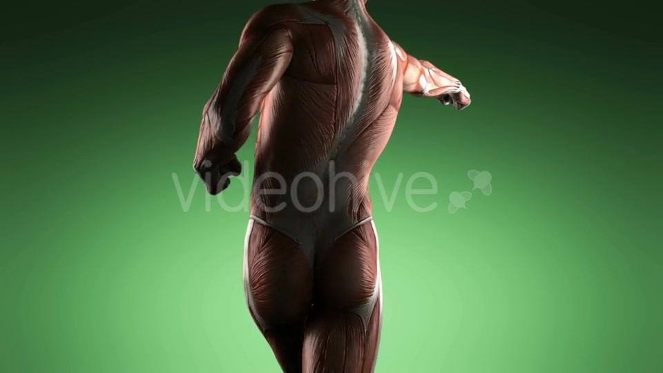 Human Muscle Anatomy - Download Videohive 19109454
