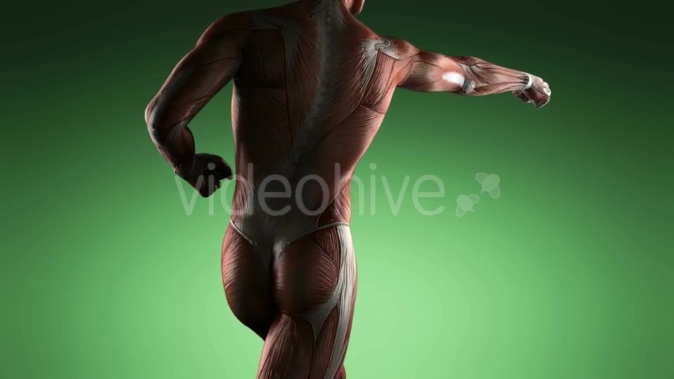 Human Muscle Anatomy - Download Videohive 19109454