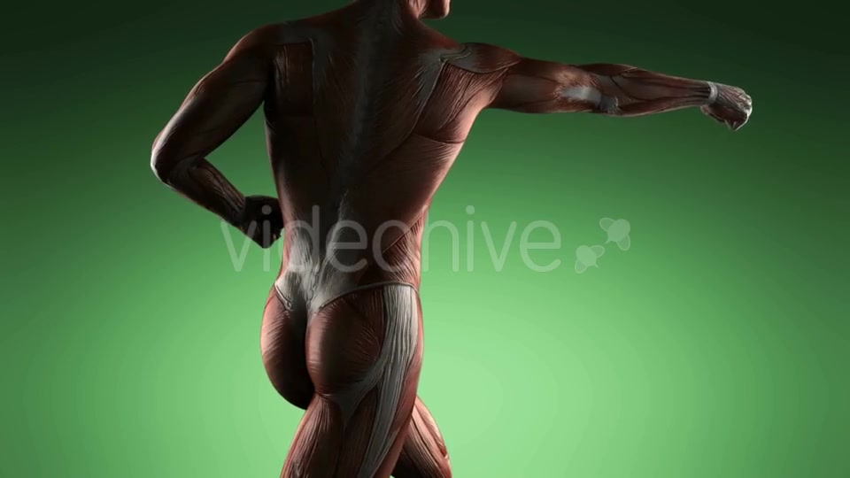 Human Muscle Anatomy - Download Videohive 19109454