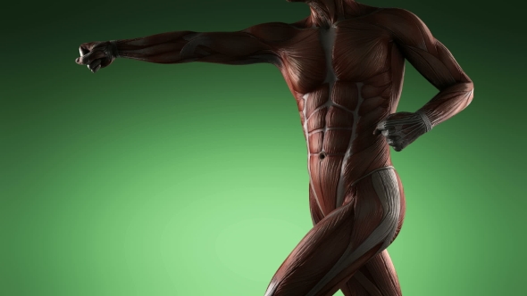 Human Muscle Anatomy - Download Videohive 19109454