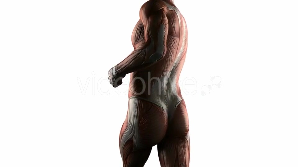 Human Muscle Anatomy - Download Videohive 19289801