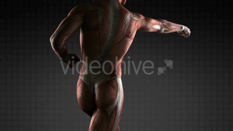 Human Muscle Anatomy - Download Videohive 19340554